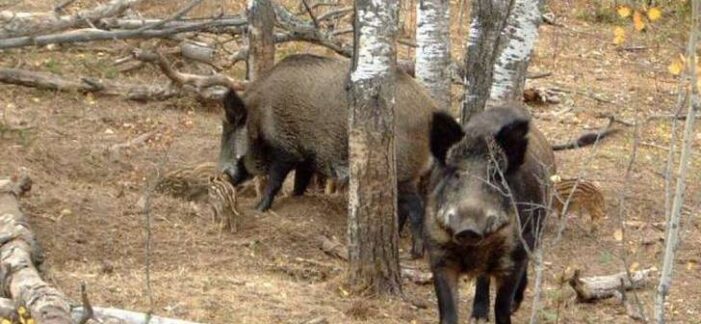 Două cazuri de pestă porcină la mistreţi, în judeţul Satu Mare