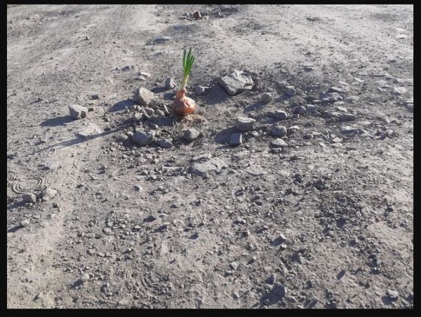 Au plantat ceapa și cartofi în craterele din drum (Foto)