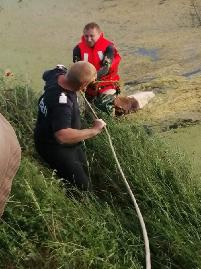 Vaca salvata de la inec (Foto)