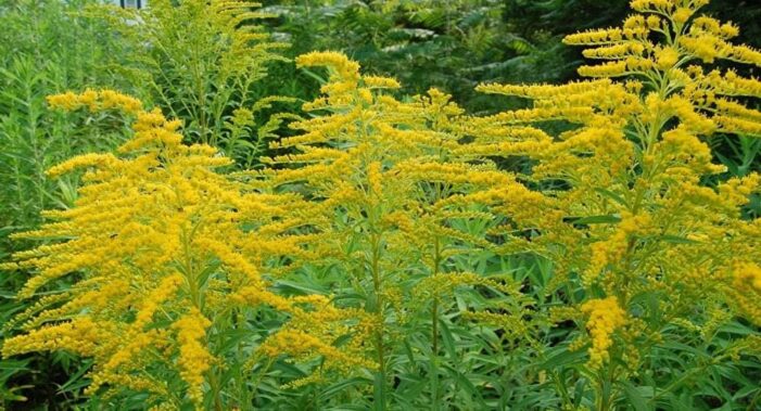 Aceasta planta va poate goli buzunarele ! Ce spune legea ?