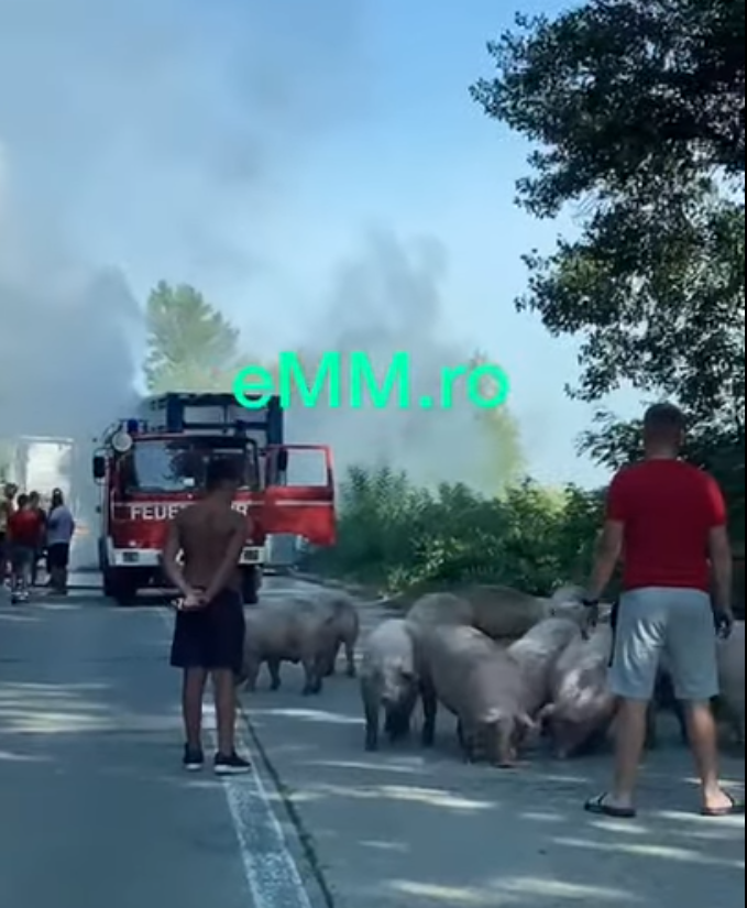 Un camion plin cu porci a luat foc (Video)