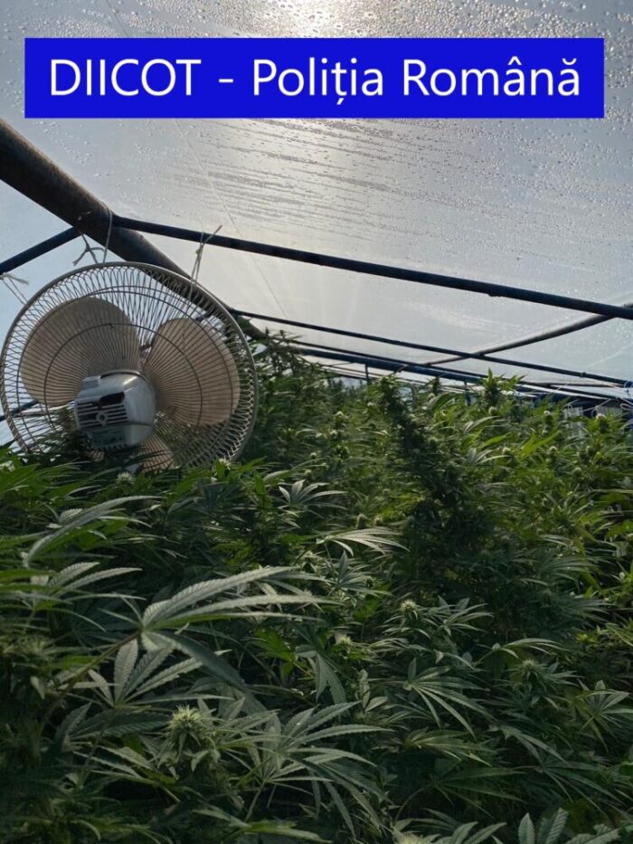 Traficant de cannabis, retinut. Unde cultiva plantele ? (Foto)