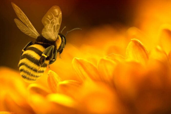APIA vine in sprijinul apicultorilor