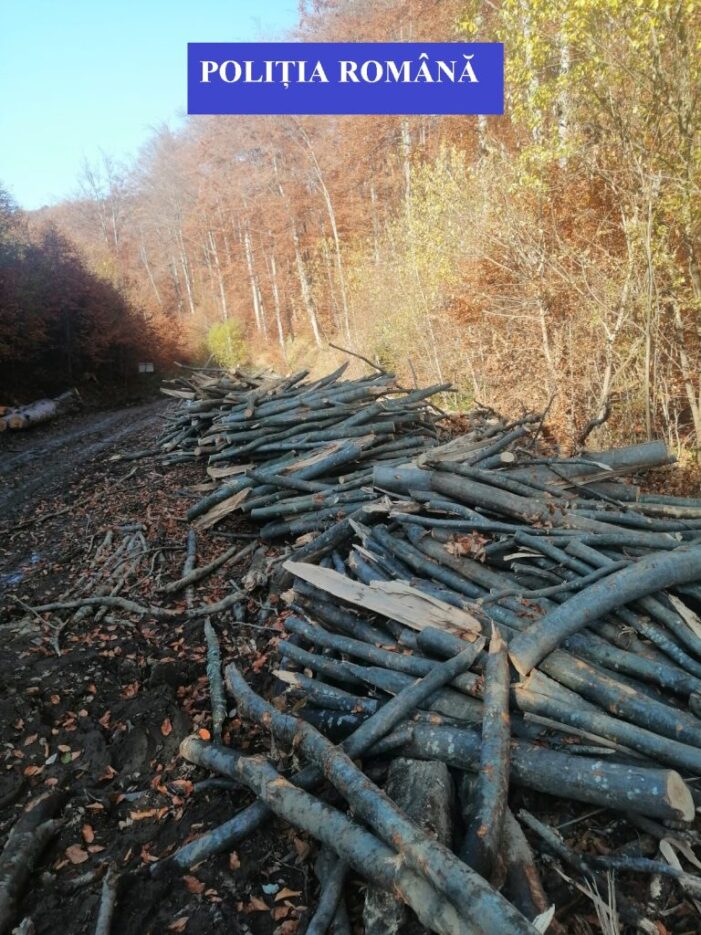 Se fura lemne ca-n codru ! (Foto)