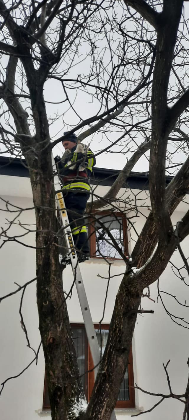 Pompierii au salvat o pisica din copac (Foto)