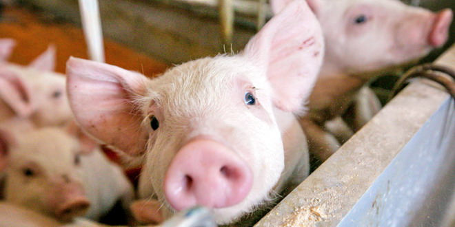 APIA primește cereri de plată pentru Măsura 14 „Bunăstarea animalelor”