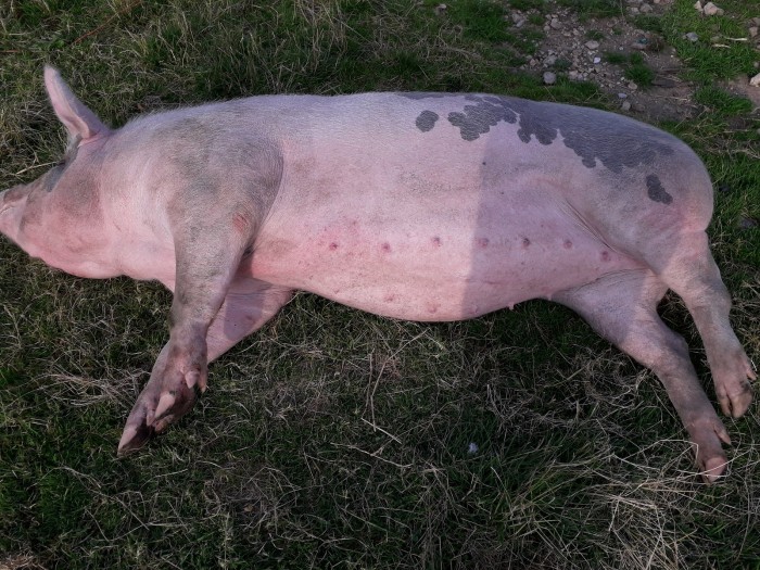 Obligatia crescatorilor de porci pentru limitarea pestei porcine (Video)