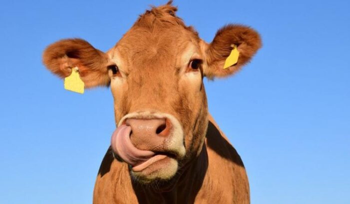 A „agresat sexual” o vaca ! Tanarul s-a ales cu dosar penal !