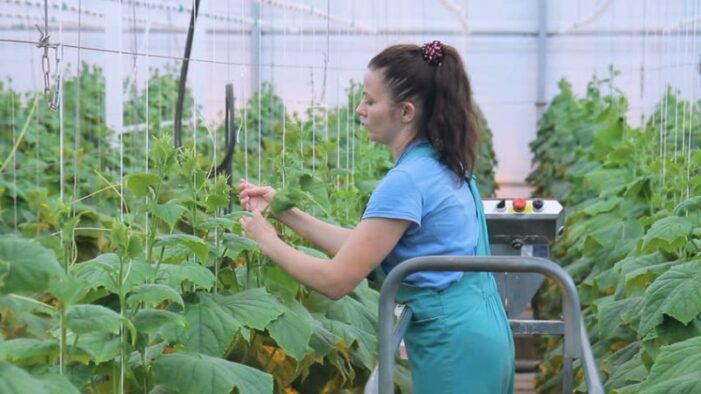 485 locuri de muncă vacante în Spaţiul Economic European