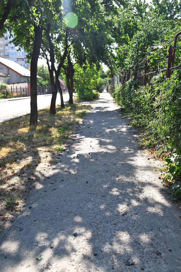 Se lucreaza pe strada Dariu Pop (Foto)