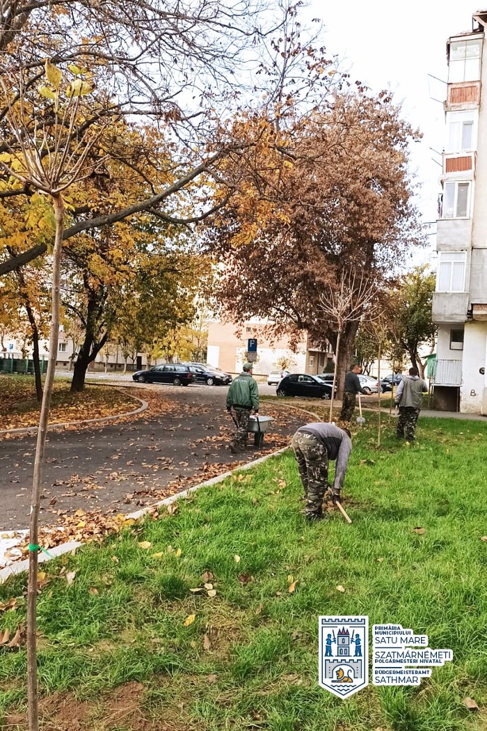 A inceput plantarea de toamna a arborilor in municipiu