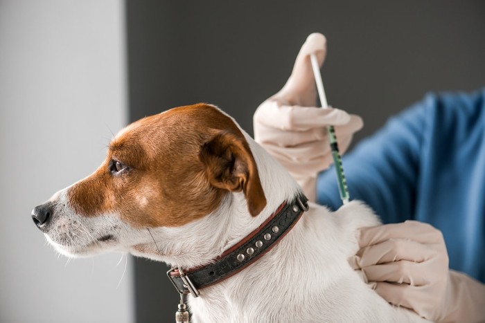 Incepe vaccinarea antirabica la caini si pisici