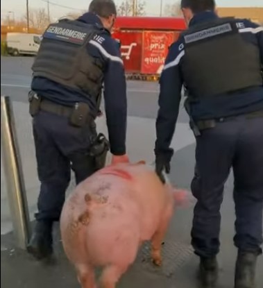 Porc salvat de jandarmi francezi din mâinile unor români care voiau să-l taie (Video)