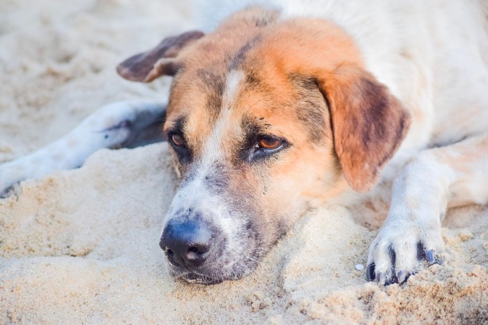 Şi-a abandonat câinele într-un şanţ. Amendă de 12.000 de lei