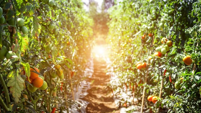 Programul de sustinere a productiei de tomate in spatii protejate pentru anul 2023