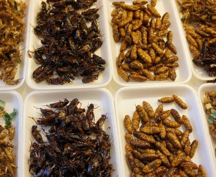 Cum vor fi vândute alimentele care conţin insecte ?