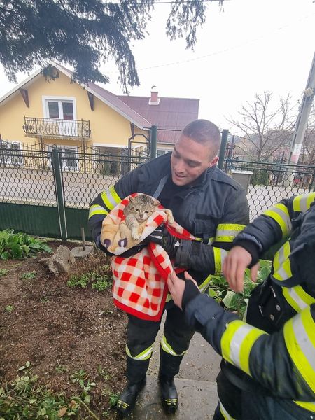 Pisică salvată din vârful unui brad (Foto)