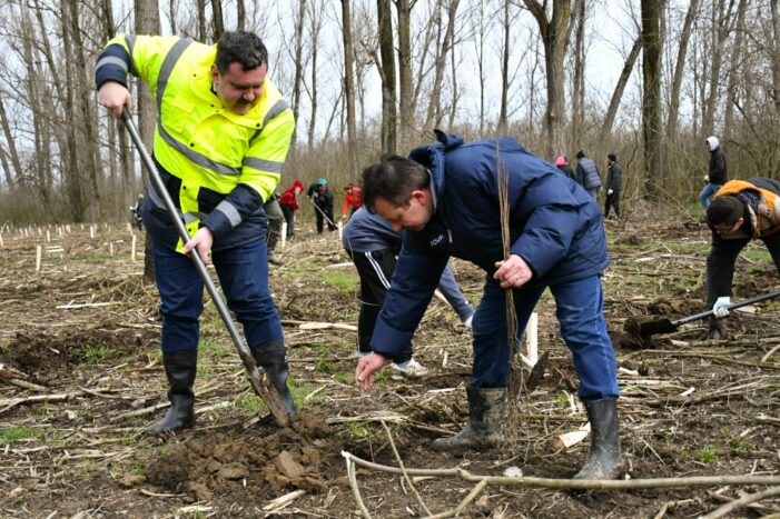 Mare împădurire la Păuleşti (Foto)