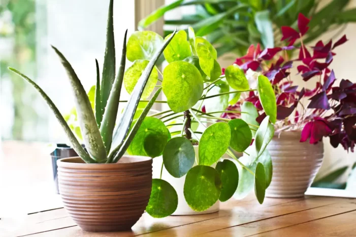 Apa în care aţi fiert cartofii ajută plantele. Cum ?