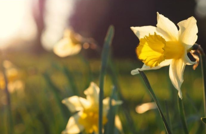 Locul din Ardeal unde florile cresc pe muzică simfonică Locul din Ardeal unde florile cresc pe muzică simfonică