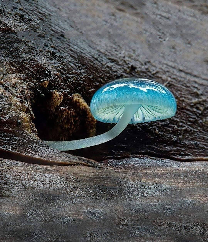 Misterele naturii: Ciuperca Fantoma Albastră