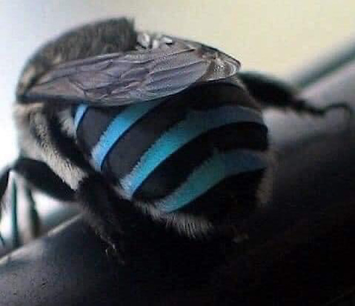 Știați că există albine albastre?