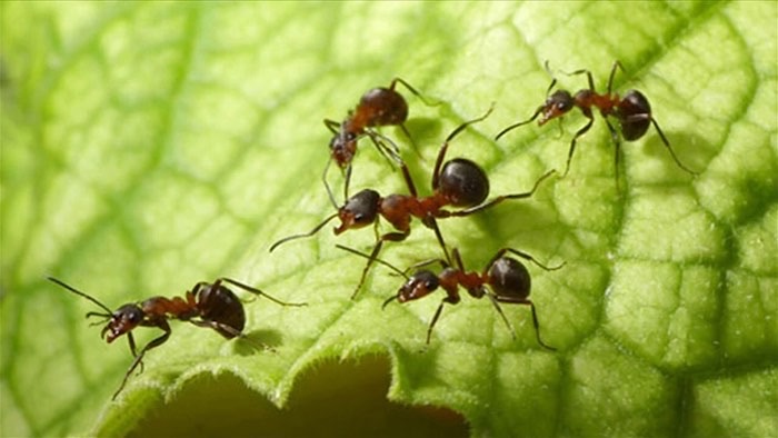 Cum să scapi de furnici prin metode naturale