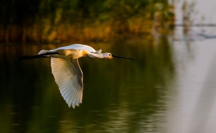 Heleşteele de la Moftinu Mic. Un loc în care natura îşi arată splendoarea (Foto) Heleşteele de la Moftinu Mic. Un loc în care natura îşi arată splendoarea (Foto)