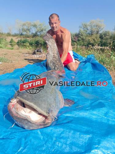 Somn uriaş pescuit din Someş (Foto)