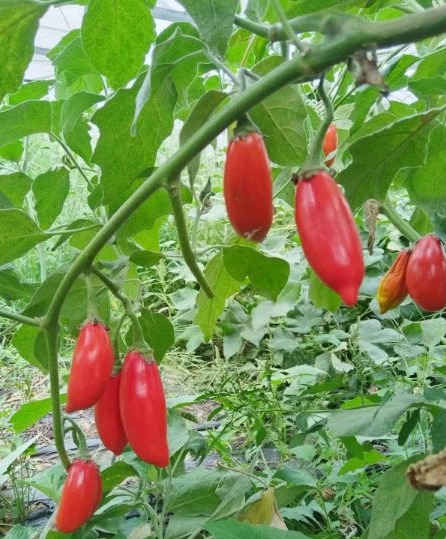 Vinete roșii, la Stațiunea de Cercetare Horticolă a USAMV Cluj-Napoca Vinete roșii, la Stațiunea de Cercetare Horticolă a USAMV Cluj-Napoca