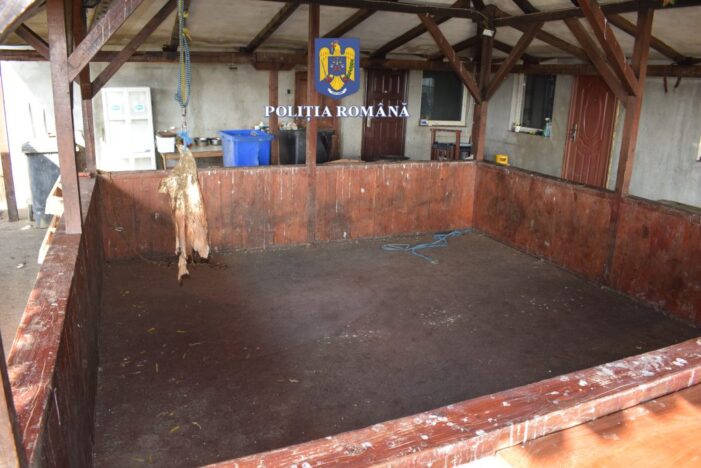 Lupte între câini, organizate în judeţ
