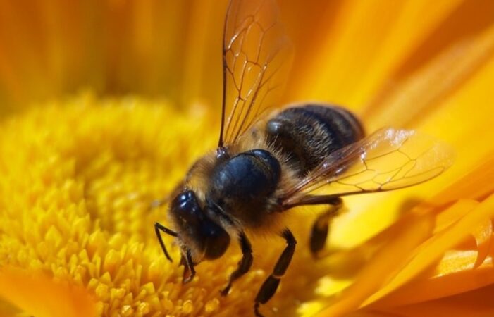 Lucruri neștiute și recorduri din lumea insectelor