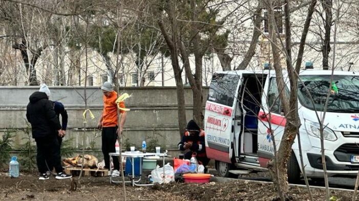 Doi porci au fost transportați cu ambulanța și sacrificați într-un parc