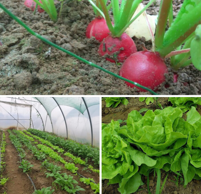 Coșuri cu legume proaspete, livrate la domiciliu în Satu Mare – inițiativa Grădina Stea reîncepe!