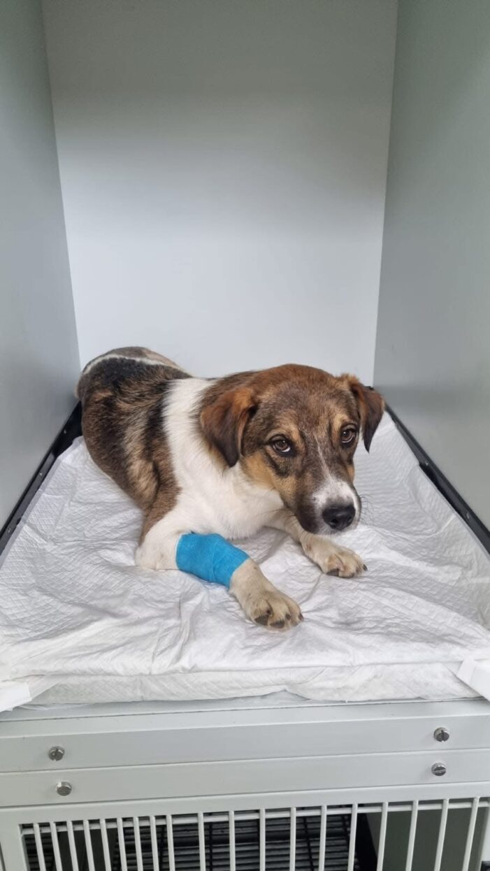 PREMIERĂ în medicina veterinară din Satu Mare: primele intervenții chirurgicale laparoscopice la animale!