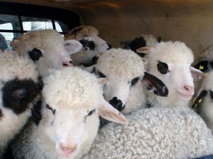 Controale extinse în județul Satu Mare pentru combaterea comerțului ilegal cu animale și produse alimentare