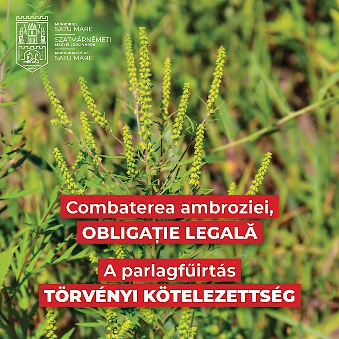 Primăria Satu Mare face apel la cetățeni pentru combaterea ambroziei