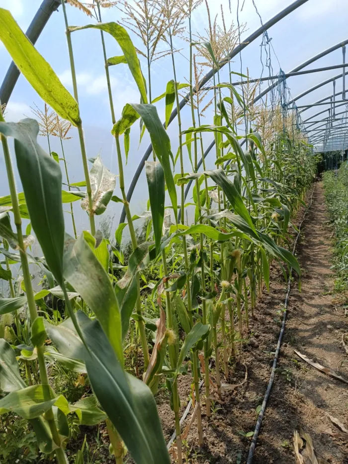 Prima recoltă de porumb zaharat a ajuns la Grădina Stea. Coșurile cu legume proaspete se livrează joi în Satu Mare