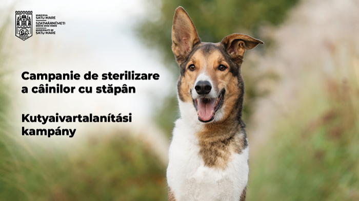 Primăria Satu Mare reia programul de sterilizare gratuită a câinilor cu stăpân