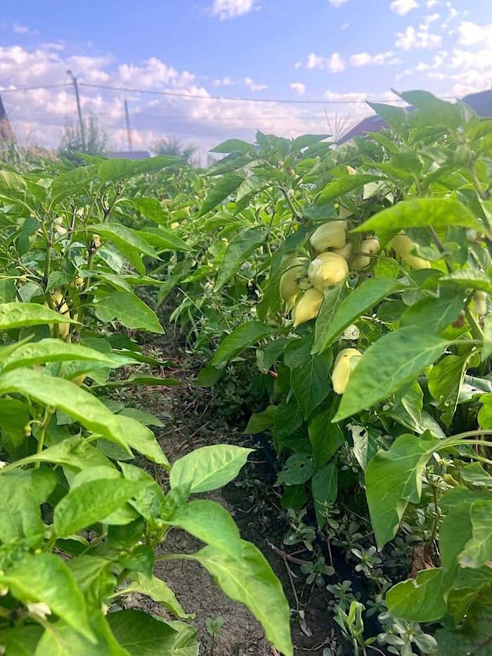 Coș cu legume proaspete, direct din grădină. Asociația Stea lansează oferta săptămânii cu livrare gratuită în Satu Mare