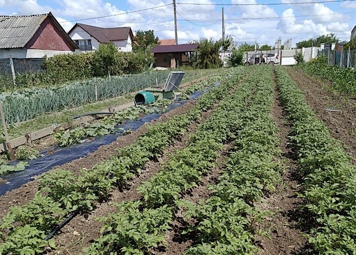 Legume proaspete din Grădina Stea ajung din nou în casele sătmărenilor. Comenzile sunt deschise
