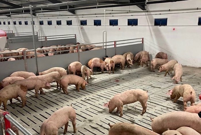 Fermă modernă de porci din județul Satu Mare, scoasă la vânzare pentru investitori