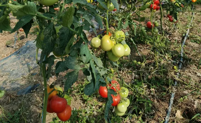 Grădina Stea pregătește un nou coș cu legume locale, livrat miercuri în Satu Mare