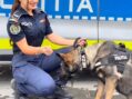 IPJ Satu Mare recrutează candidați pentru școlile de agenți de poliție