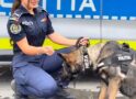 IPJ Satu Mare recrutează candidați pentru școlile de agenți de poliție