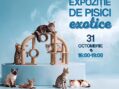 Expoziție de pisici la Shopping City Satu Mare. „Marea Pisiceală” are loc pe 31 octombrie
