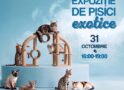 Expoziție de pisici la Shopping City Satu Mare. „Marea Pisiceală” are loc pe 31 octombrie