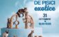Expoziție de pisici la Shopping City Satu Mare. „Marea Pisiceală” are loc pe 31 octombrie